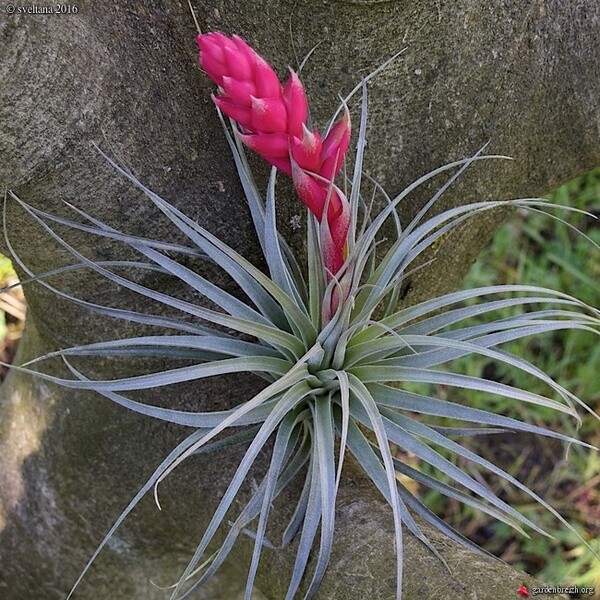 Tillandsia  houston red princess