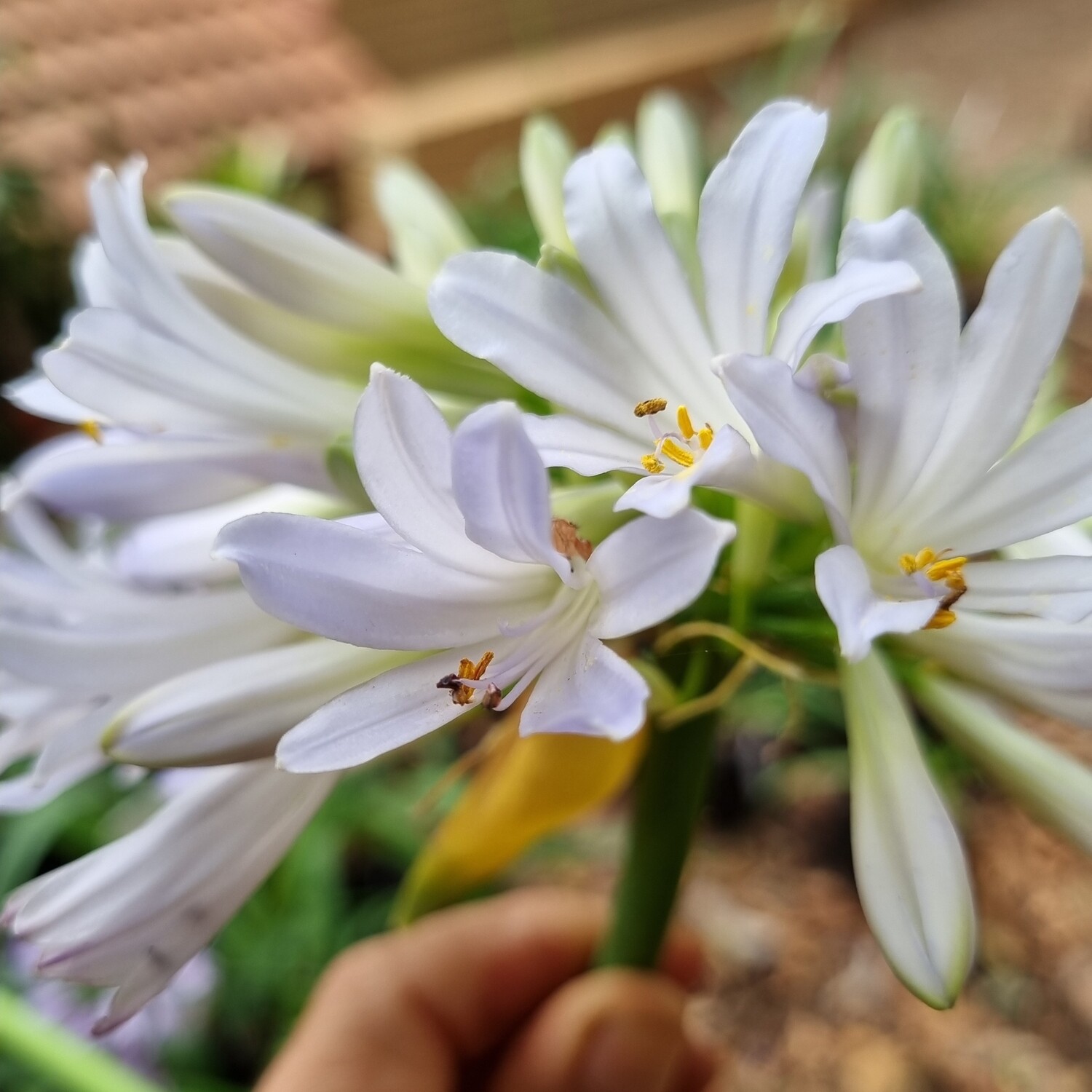 Agapanthus Triangle