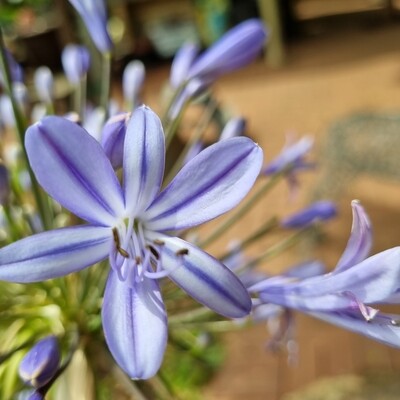 Agapanthus Lily of the nile