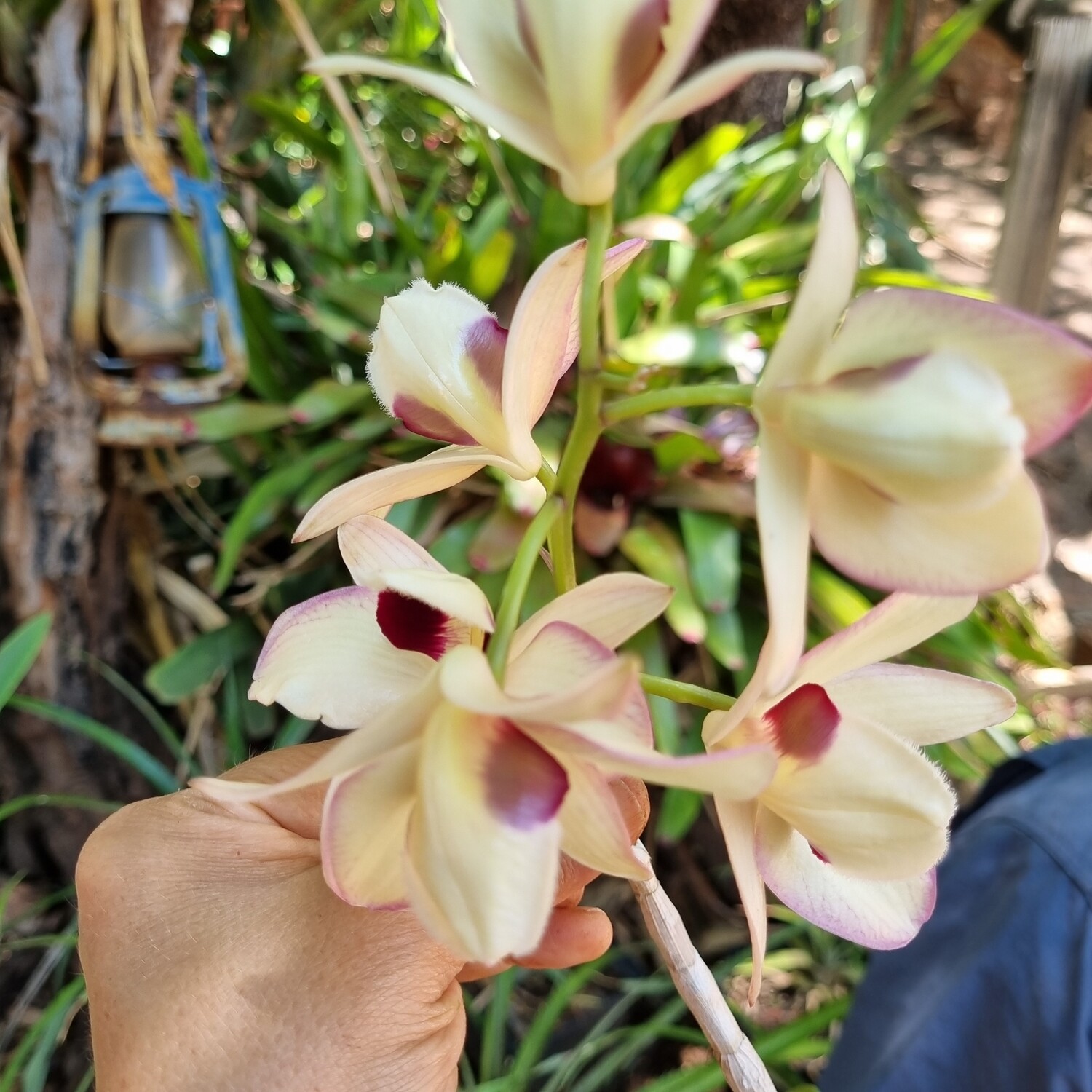 Dendrobium moschatum