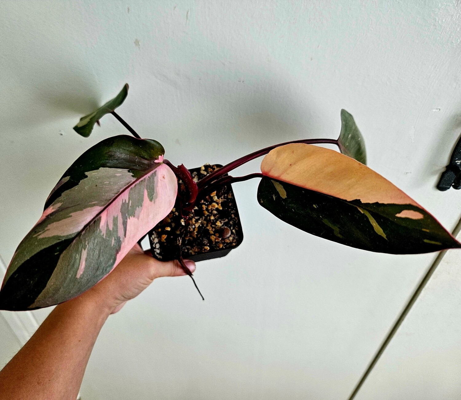 Philodendron Pink Princess High Variegation