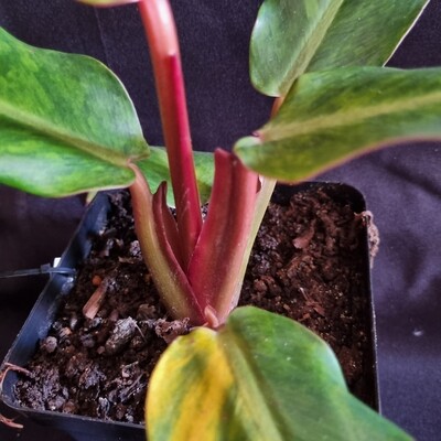 Philidendron orange marmalade imported