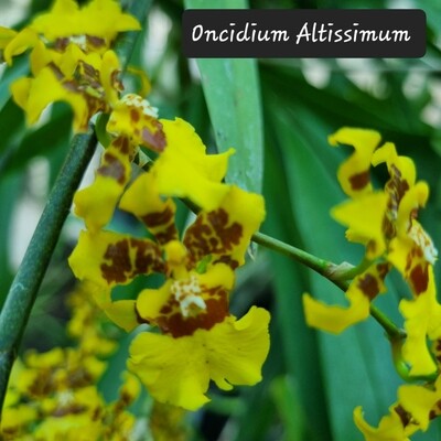 Oncidium Altissimum