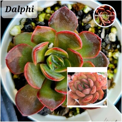 Echeveria Dalphi