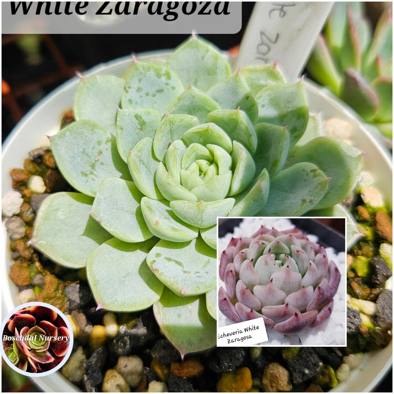 Echeveria White Zaragosa Echeveria White Zaragosa