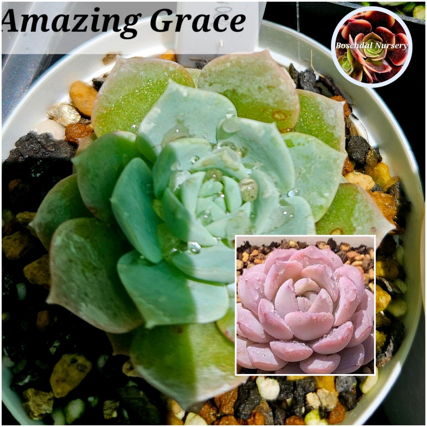 Echeveria Amazing Grace Echeveria Amazing Grace