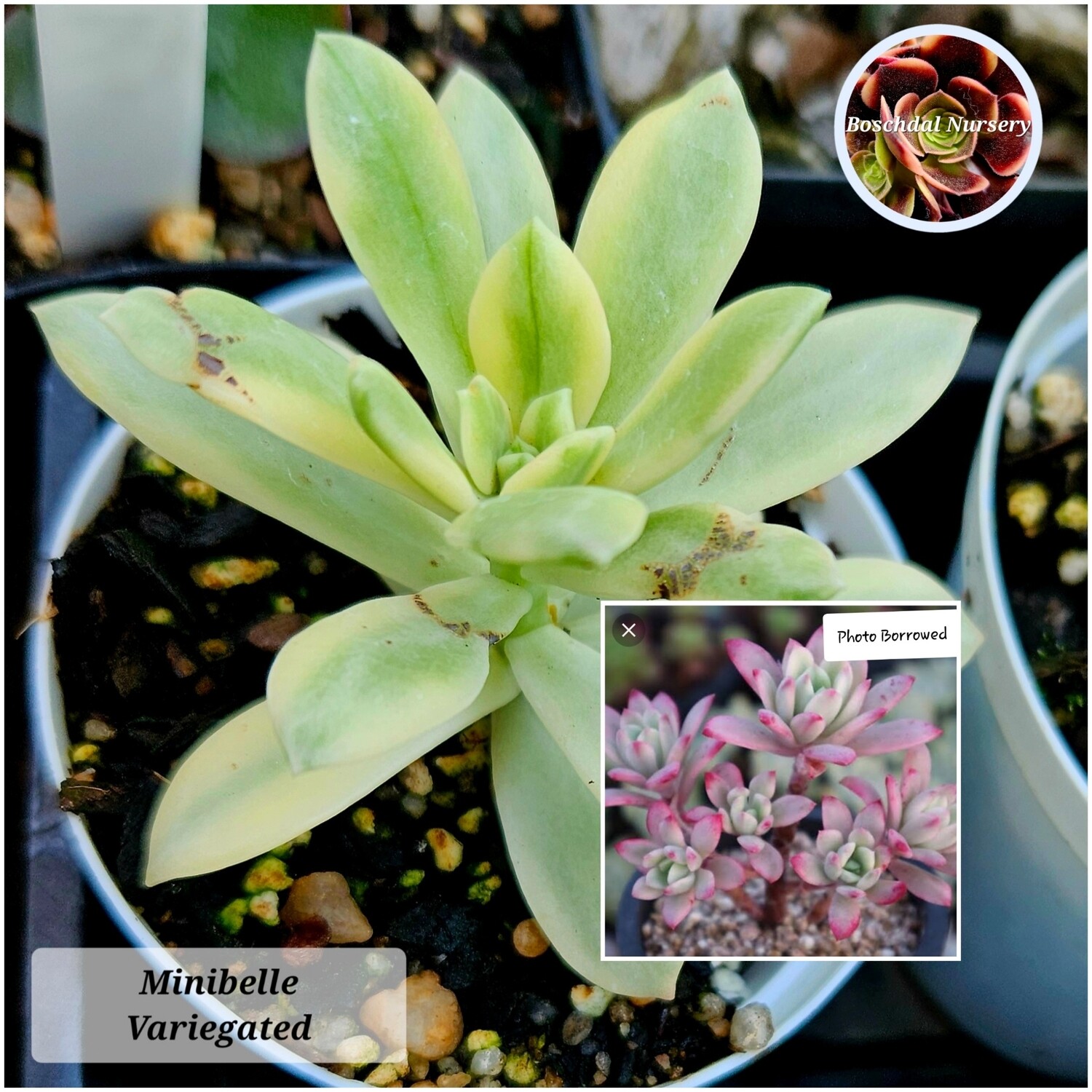 Echeveria Mini Belle variegated Small