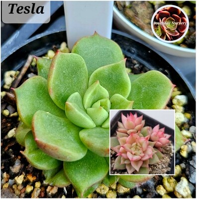 Echeveria Tesla