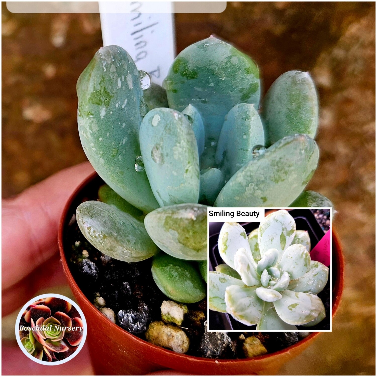 Echeveria Smiling Beauty