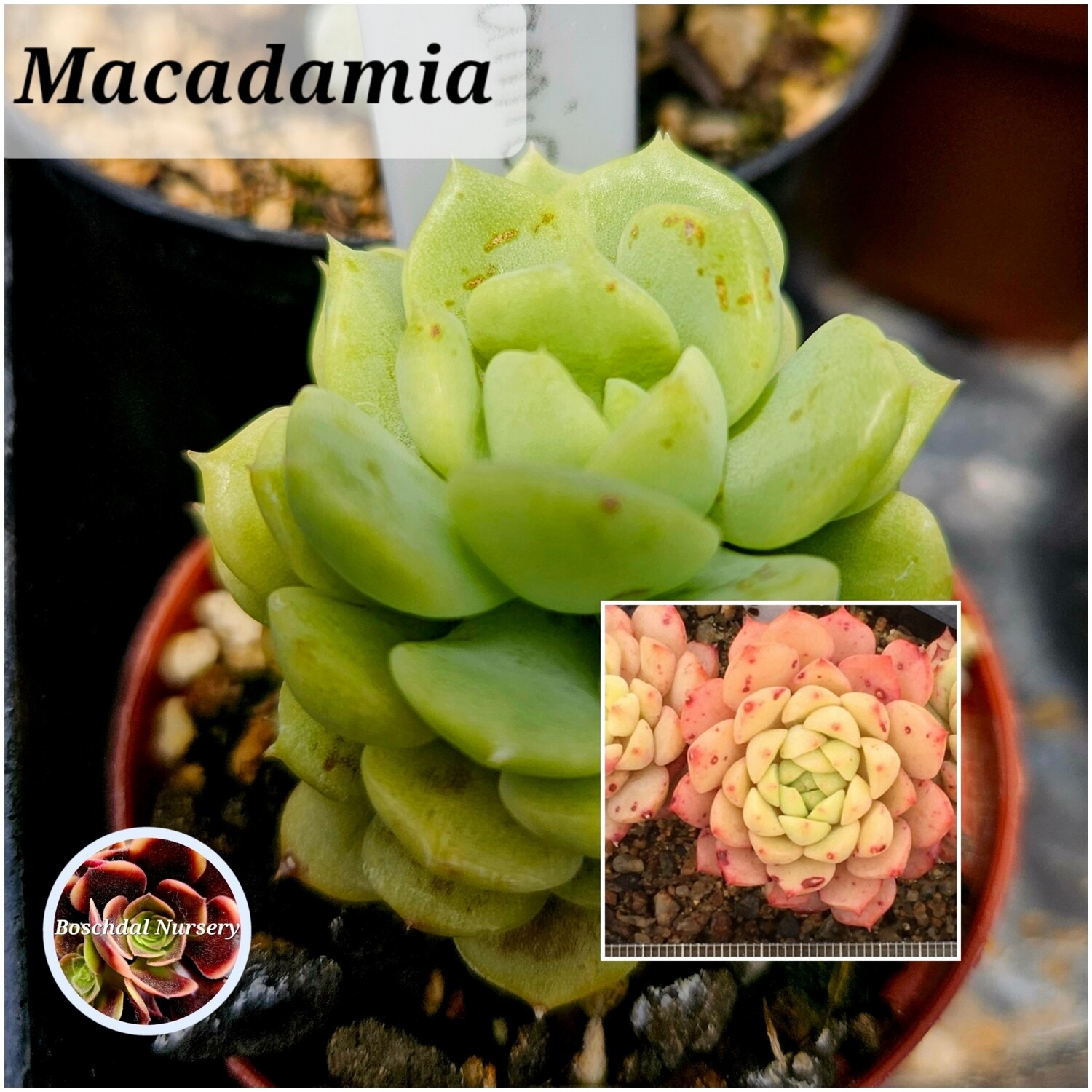 Echeveria Macadamia Echeveria Macadamia
