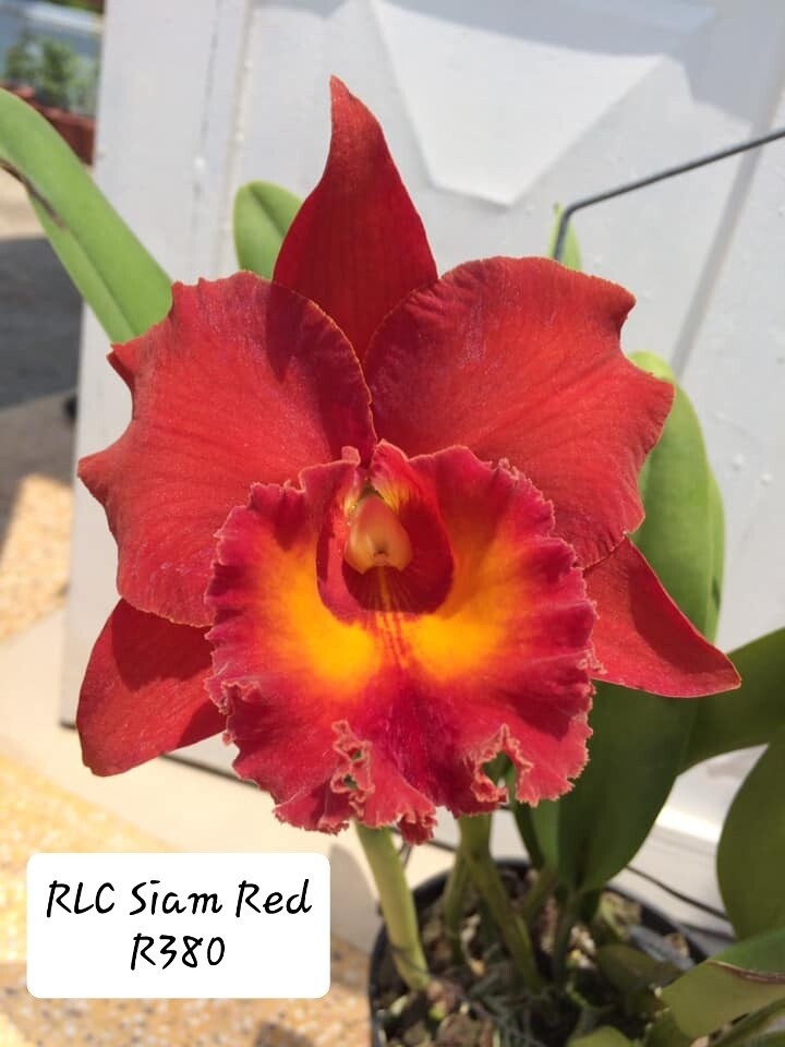 RLC Siam Red