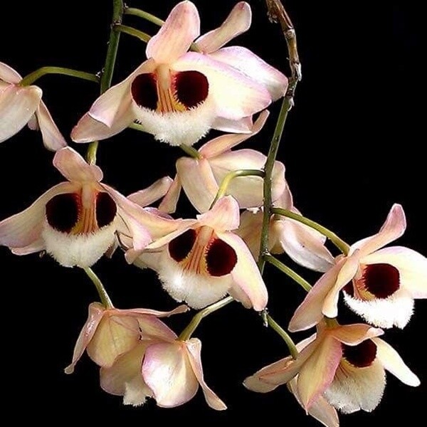 Dendrobium Pullchellum