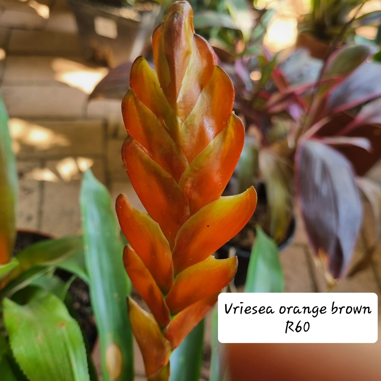 Vriesea orange/brown