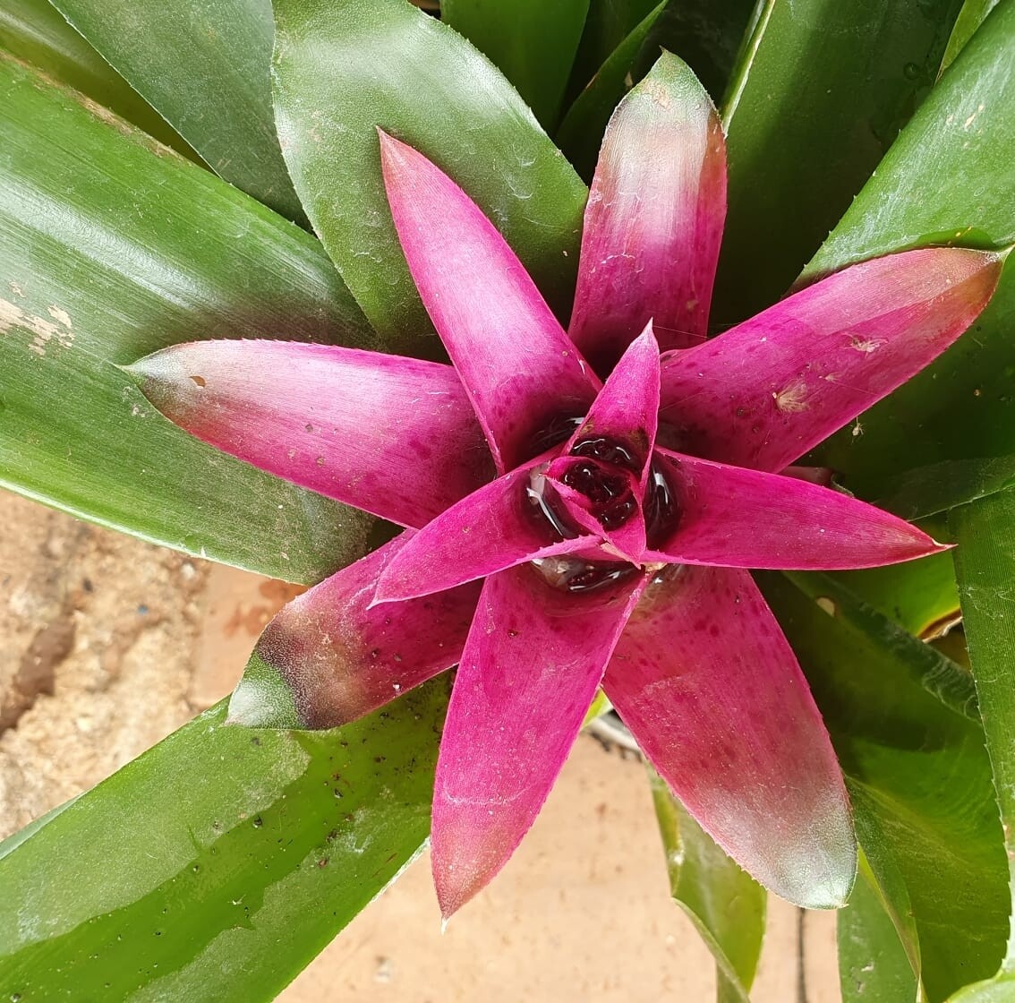 Vriesea Pink Rose