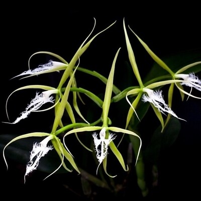 Epidendrum Ciliare