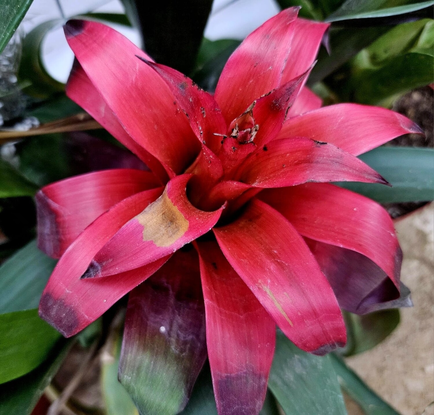 Guzmania Red guzmania-red