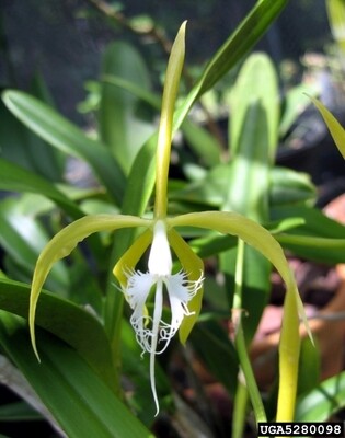 Epidendrum Ciliare