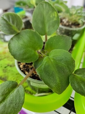 African Violet Grandpa's Pride Starter Plant