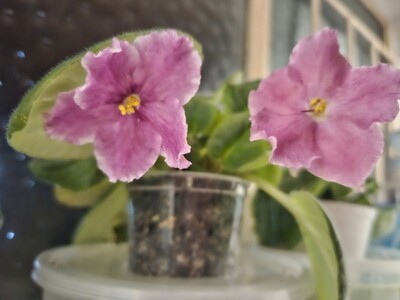 African Violet Taffeta Petticoat starter plant African Violet Taffeta Petticoat starter plant