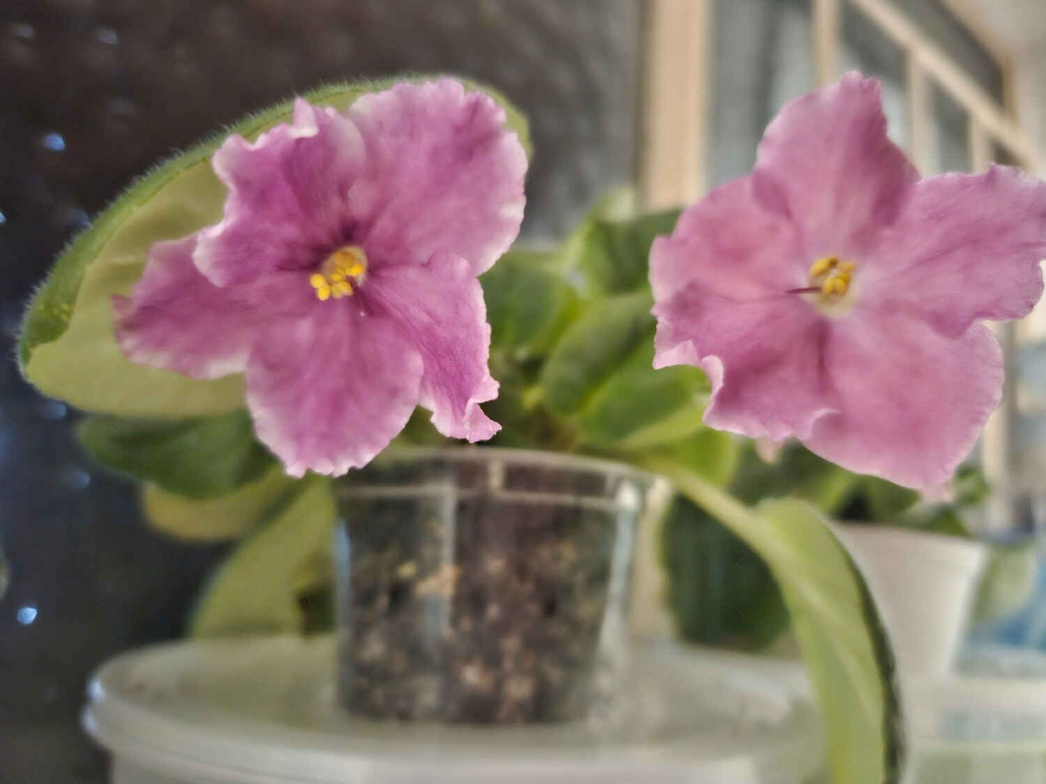 African Violet Taffeta Petticoat starter plant African Violet Taffeta Petticoat starter plant