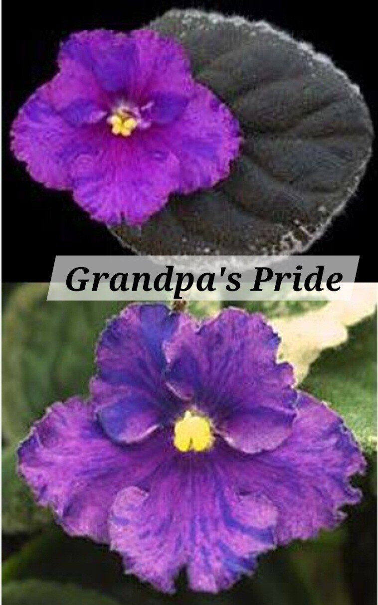 African Violet Grandpa's Pride Starter Plant African Violet Grandpa's Pride Starter Plant