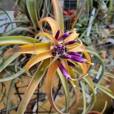 Tillandsia Capitata Peach