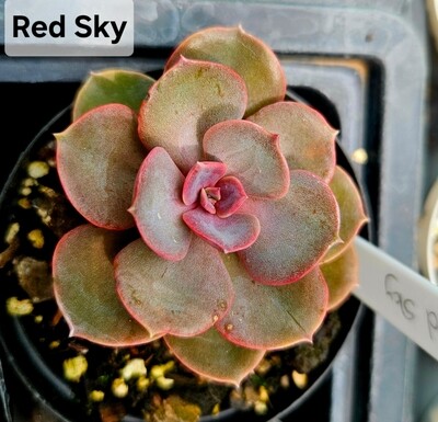 Echeveria Red Sky