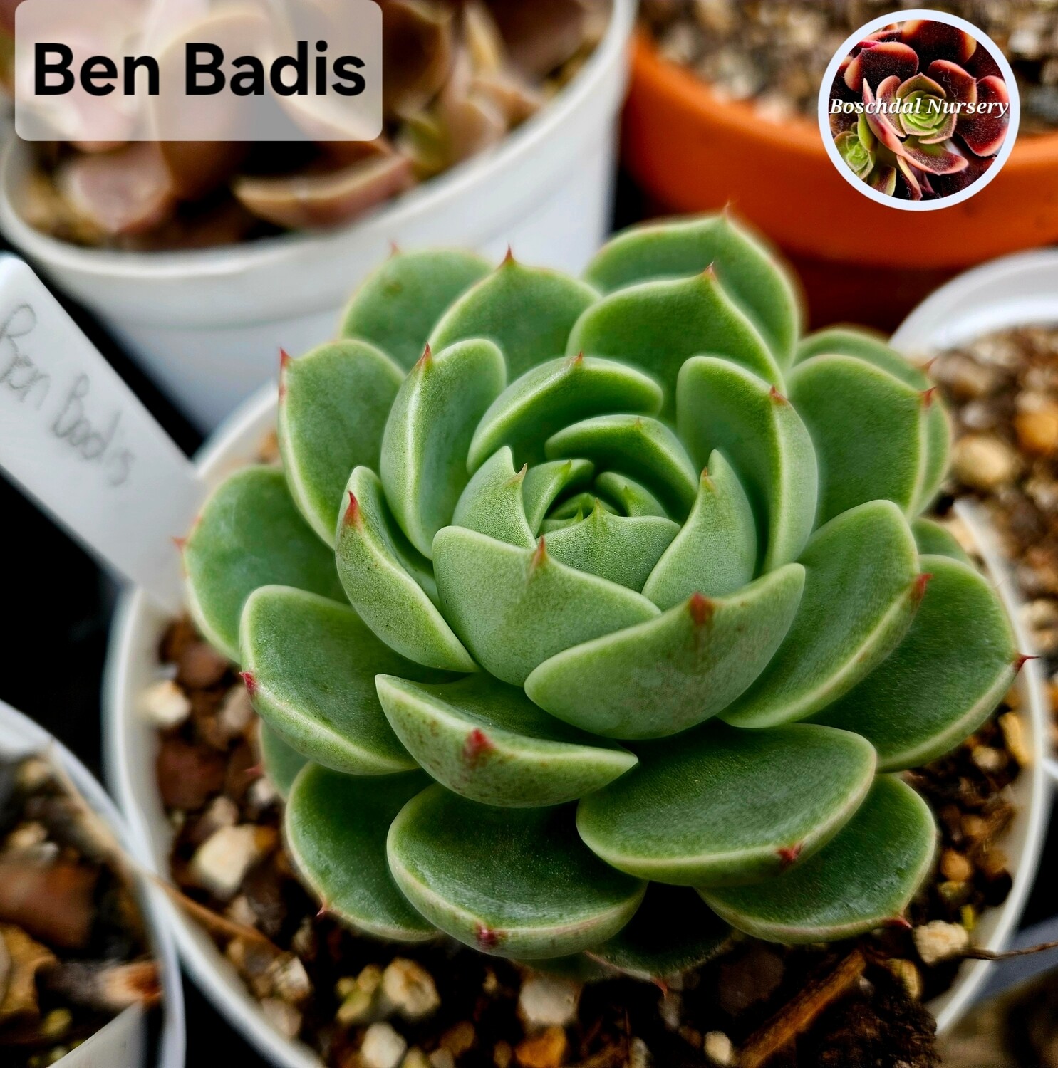Echeveria Ben Badis
