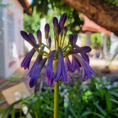 Agapanthus Inapertus