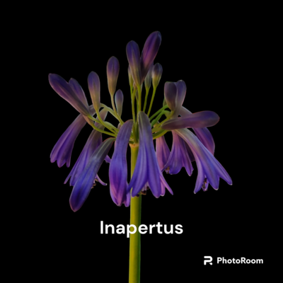 Agapanthus Inapertus