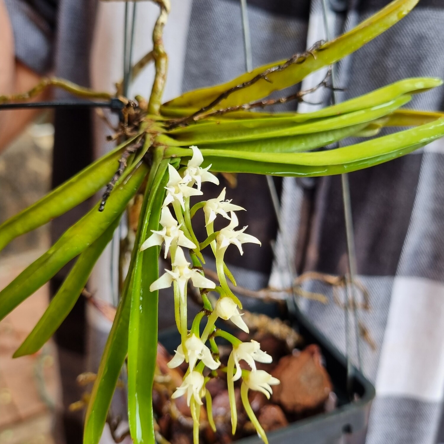 Cyrtorchis Praetermissa