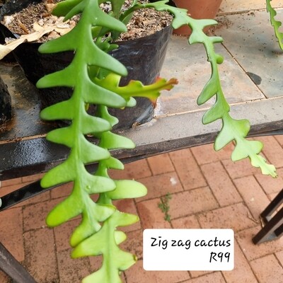 Zig Zac cactus