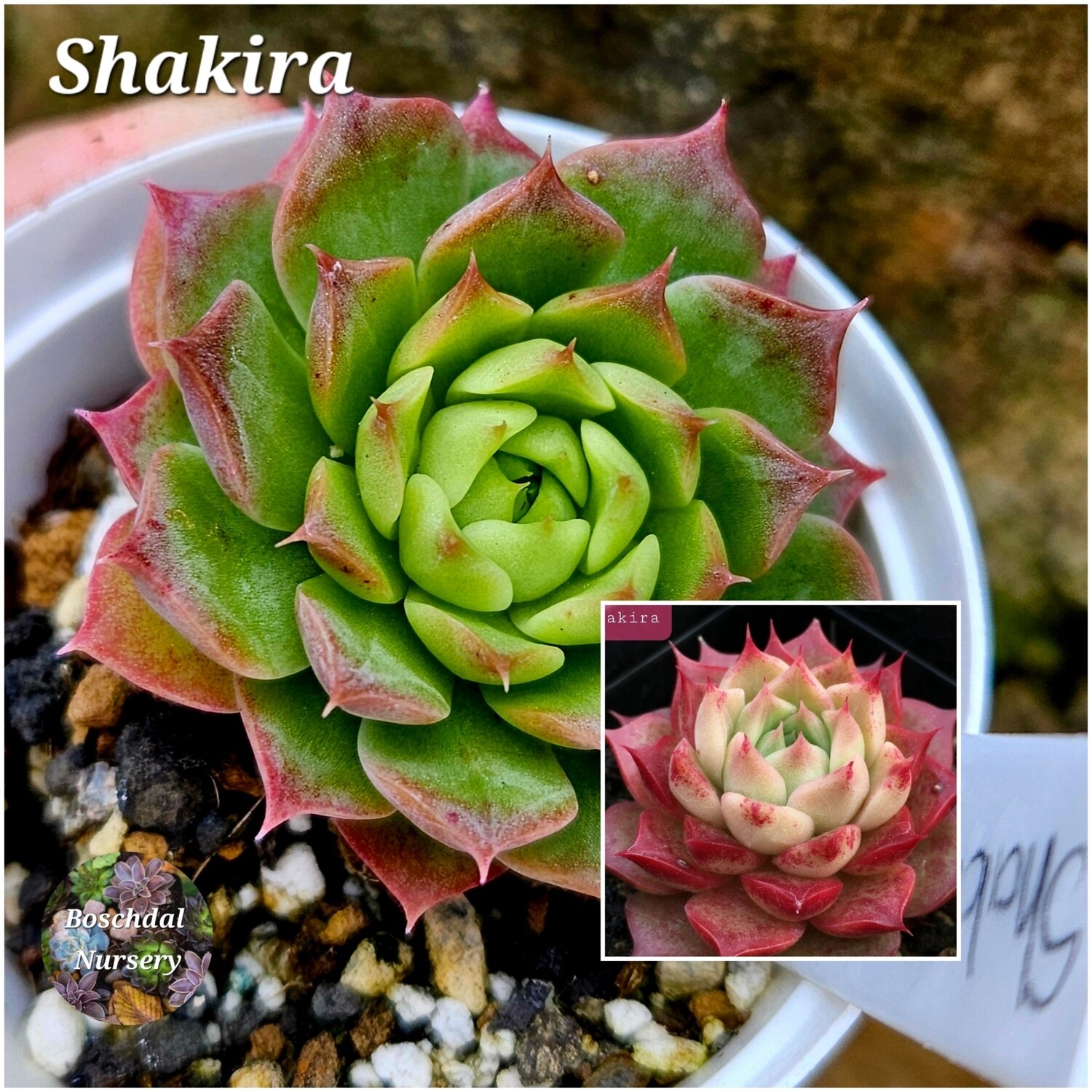 Echeveria Shakira Echeveria Shakira