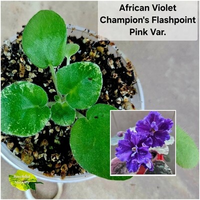 Champion&#39;s Flash Point (Pink variegation) Starter Plant