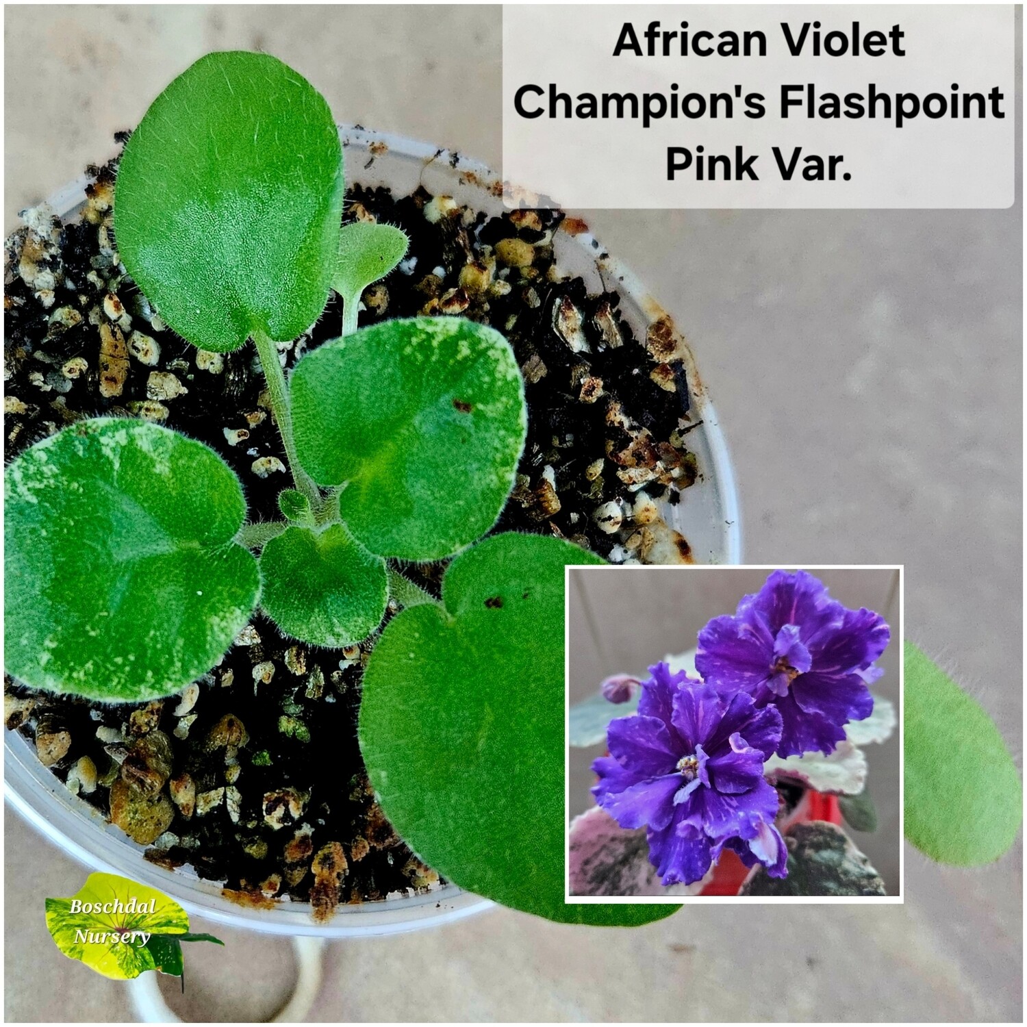 Champion&#39;s Flash Point (Pink variegation) Starter Plant