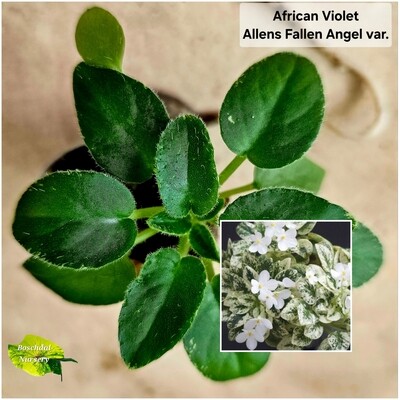Allens Fallen Angel (Miniature Variegated Trailor) Starter Plant
