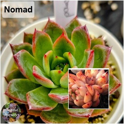 Echeveria Nomad