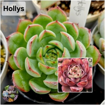 Echeveria Holly's