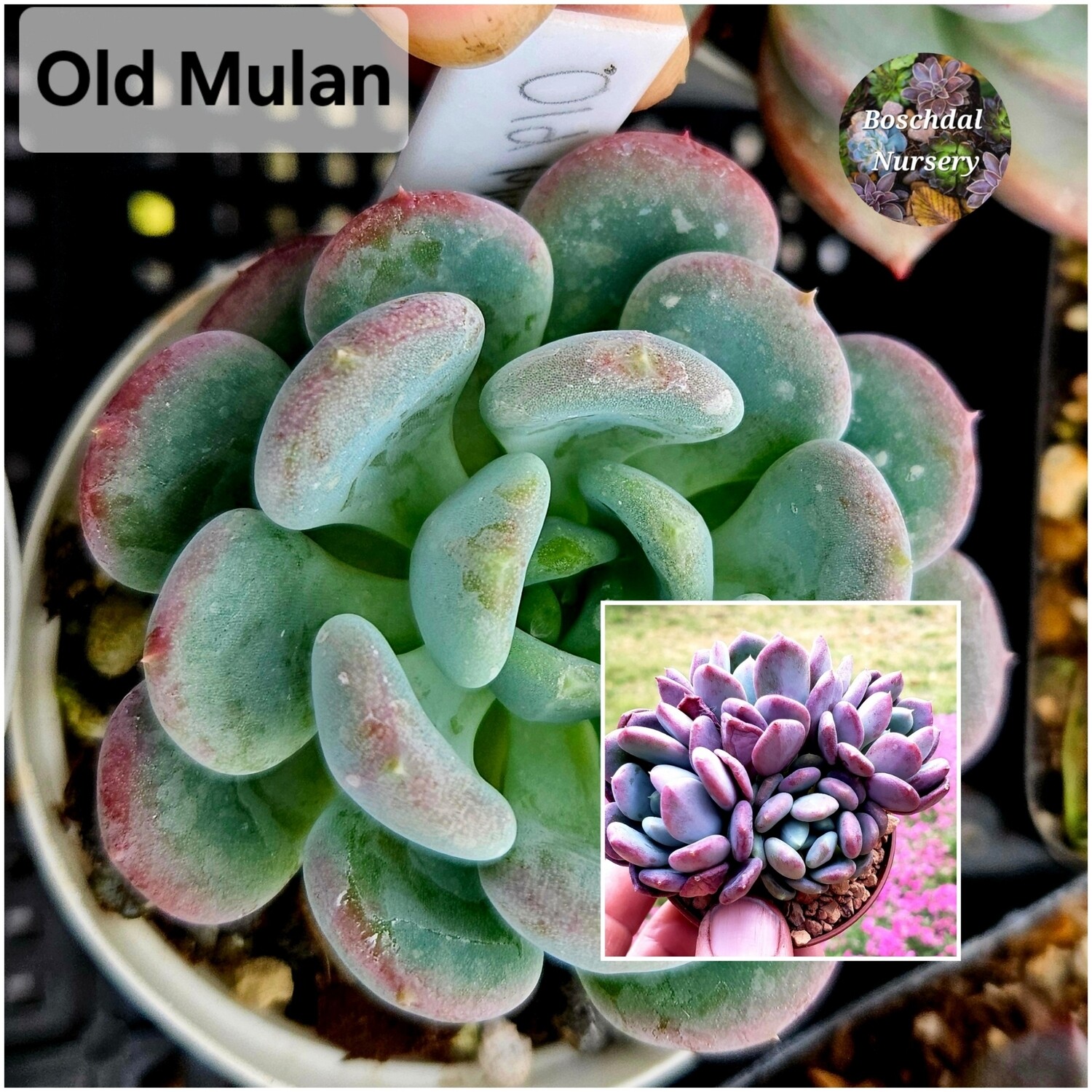 Old Mulan