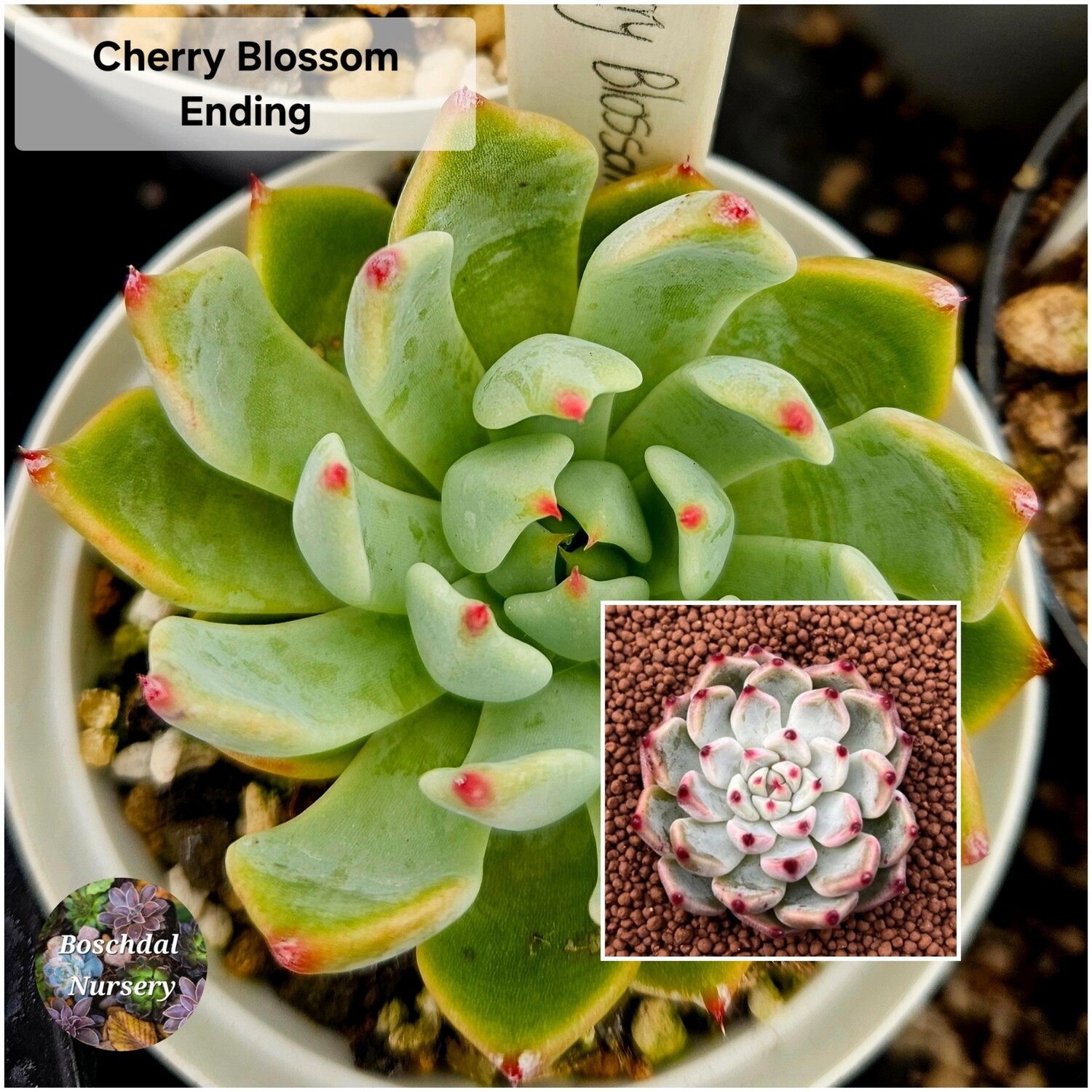 Echeveria Cherry Blossom Ending