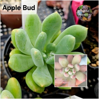 Apple Bud