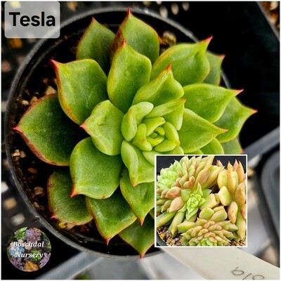 Echeveria Tesla