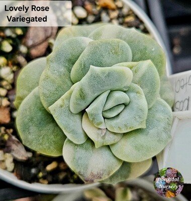 Graptoveria Lovely Rose Variegated