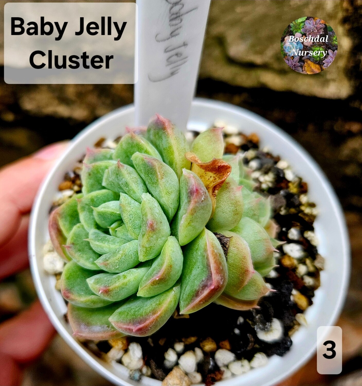 Echeveria Baby Jelly
