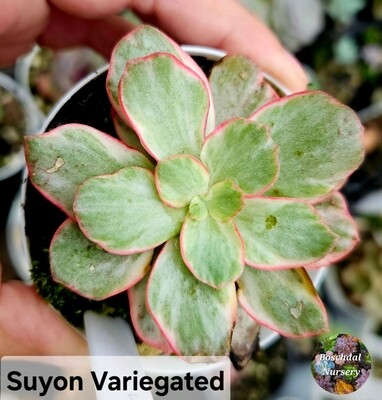 Echeveria Suyon Variegated