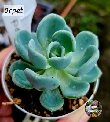 Echeveria Orpet