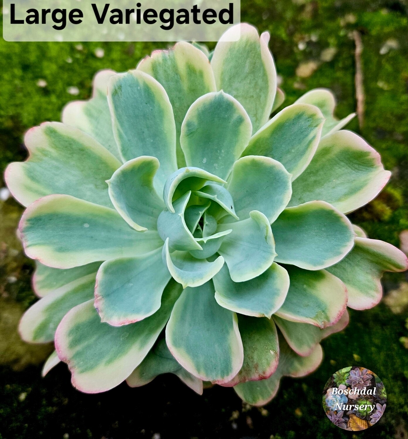 Echeveria Variegated