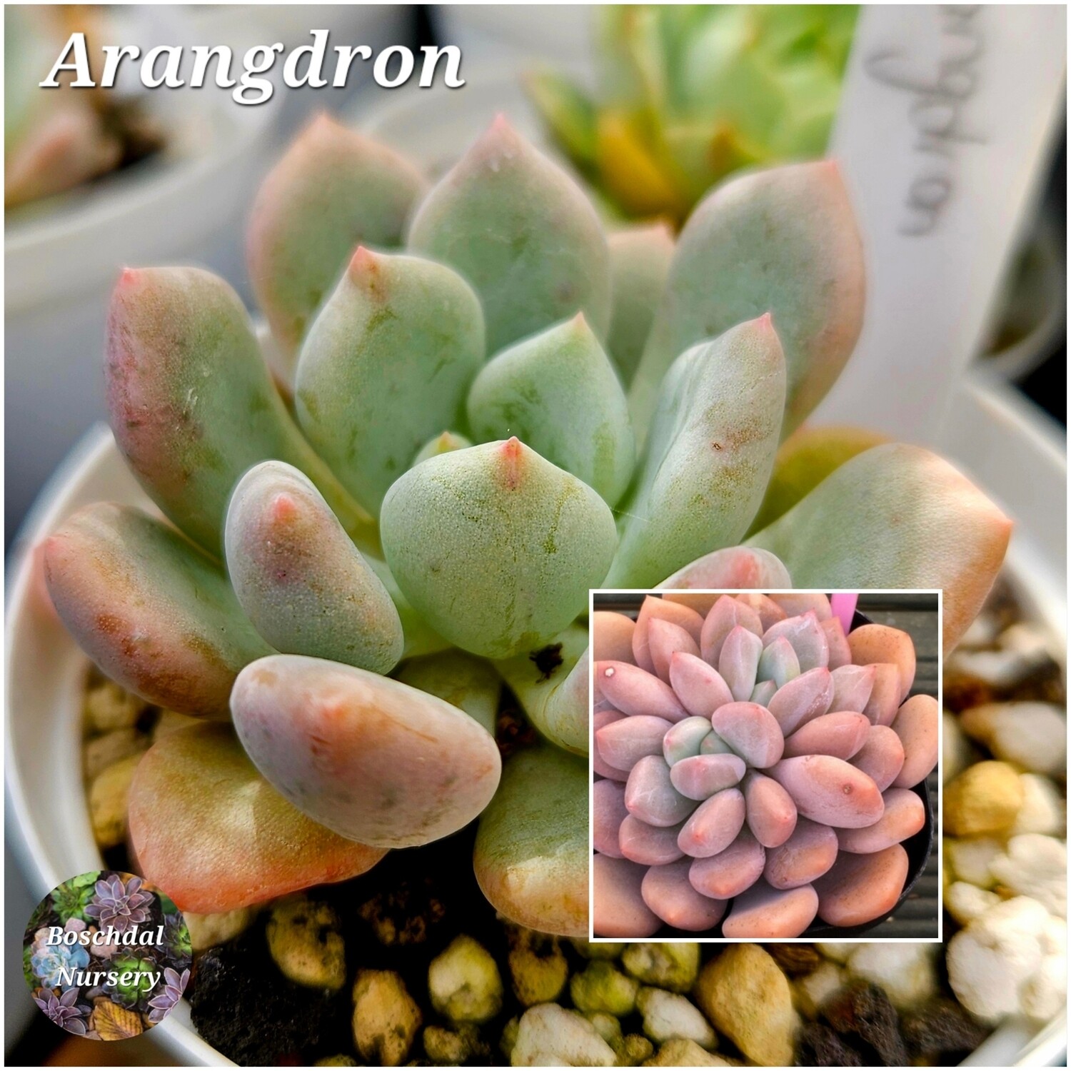 Echveria Arangdron