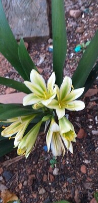 Clivia green