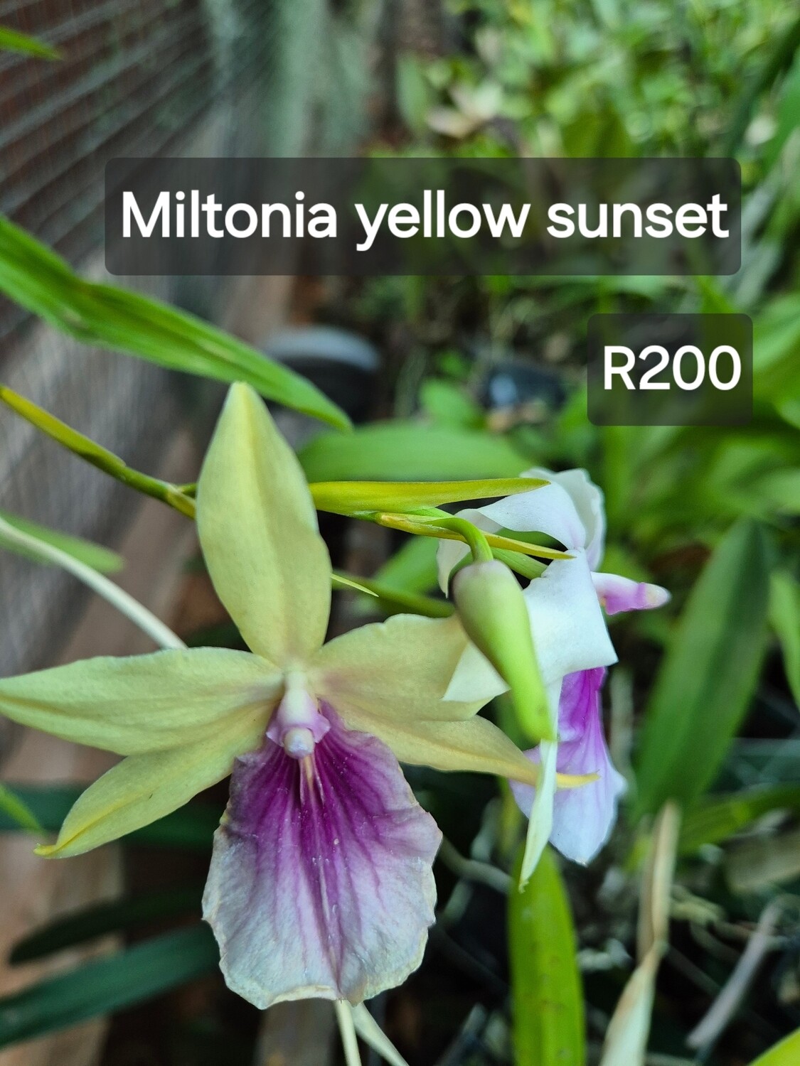 Miltonia Yellow sunset Miltonia Yellow sunset